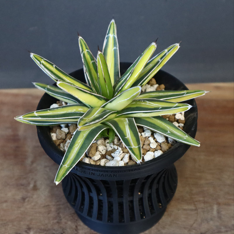 アガベ　美株　笹の雪　黄中斑 楽天市場】多肉植物：アガベ 笹の雪錦 黄中斑*S 幅10cm : 遊恵