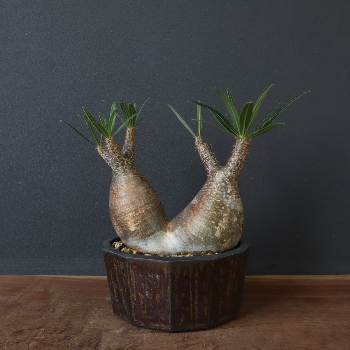 塊根植物 – 8ページ目 – TaiShoDo ONLINE SHOP