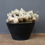 P.ブレビカウレ（恵比寿笑い） EC1212