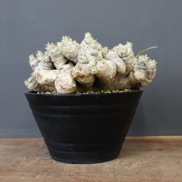 P.ブレビカウレ（恵比寿笑い） EC1212