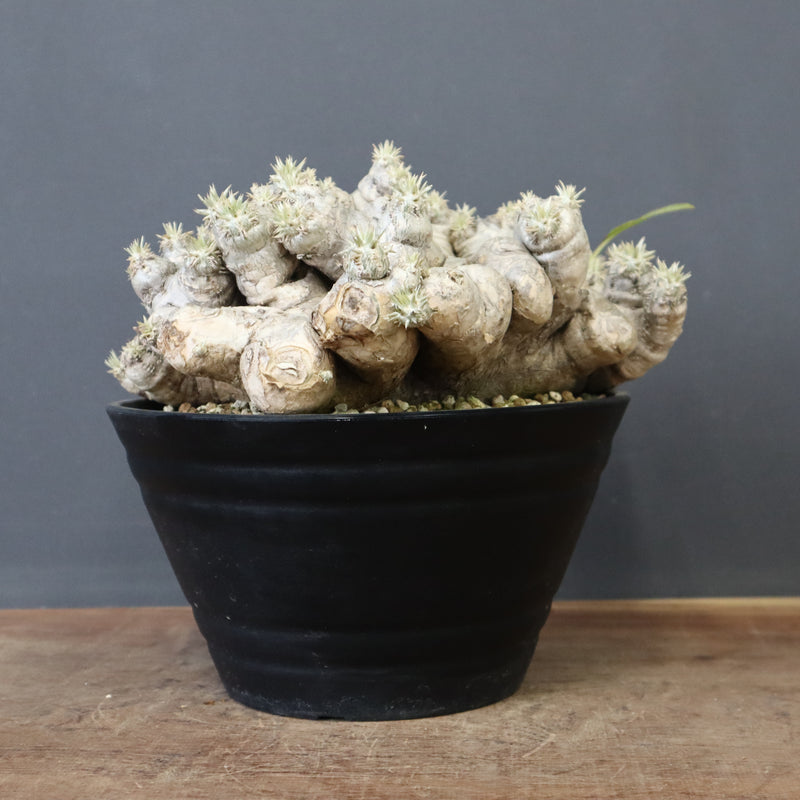 P.ブレビカウレ（恵比寿笑い） EC1212