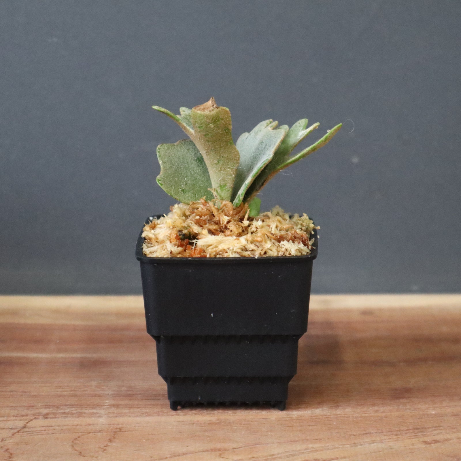 ウィリンキー　ナノwillinckii nao sp ウィリンキー ナノwillinckii nao sp