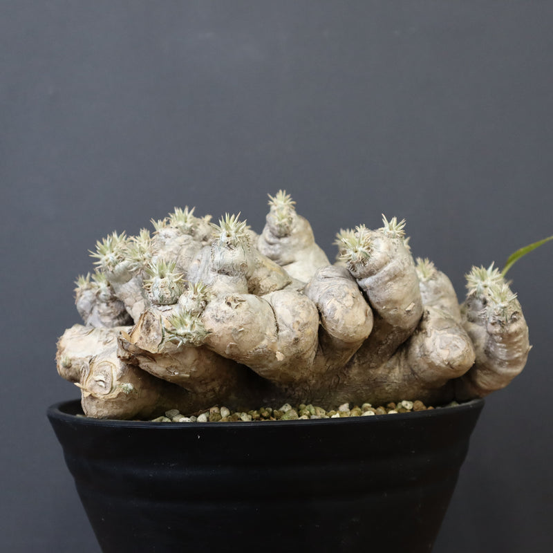 P.ブレビカウレ（恵比寿笑い） EC1212