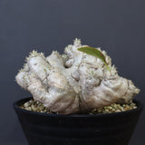 P.ブレビカウレ（恵比寿笑い） EC1212