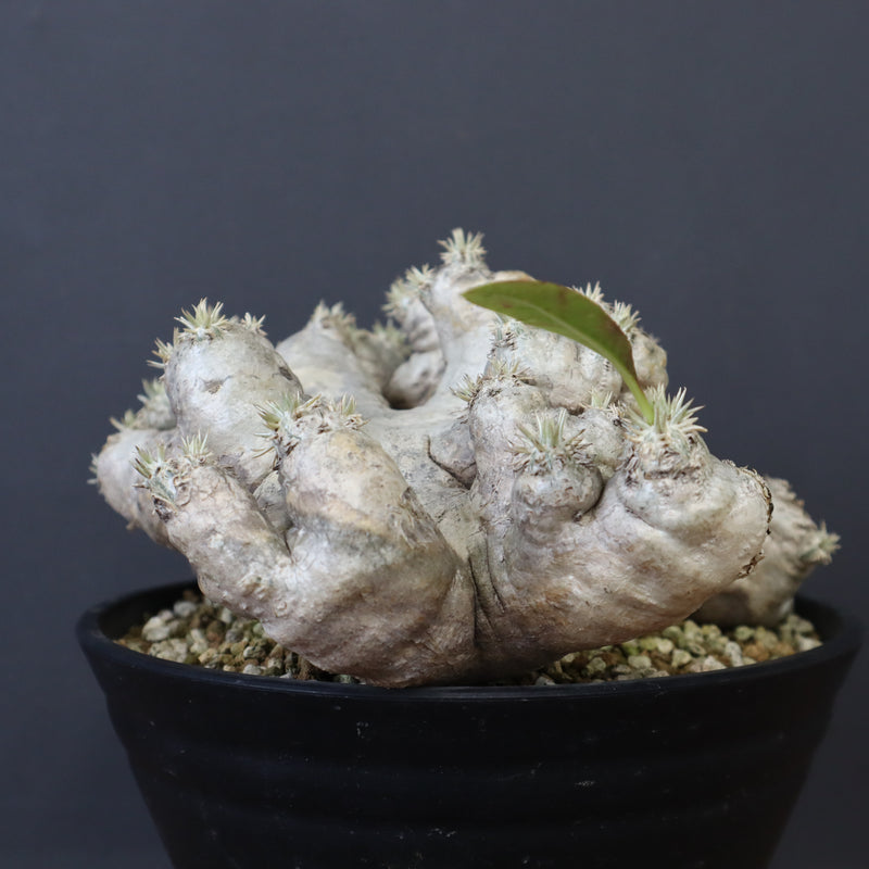 P.ブレビカウレ（恵比寿笑い） EC1212