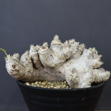 P.ブレビカウレ（恵比寿笑い） EC1212