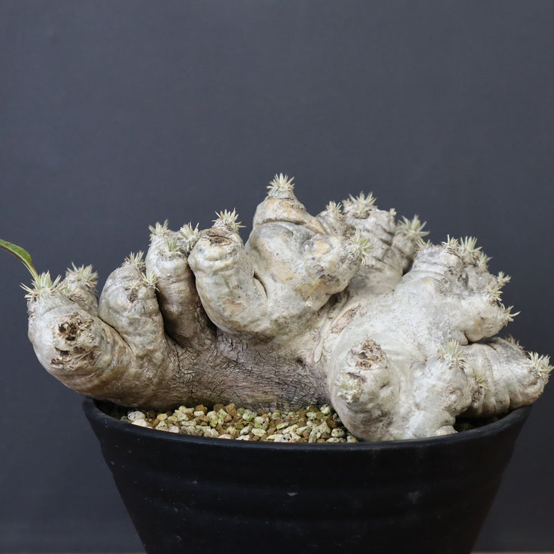 P.ブレビカウレ（恵比寿笑い） EC1212