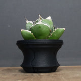 【plants greed】アガベ SAD   EC966