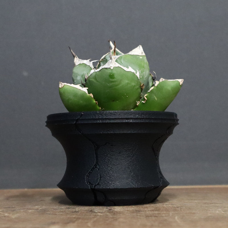 【plants greed】アガベ SAD   EC966