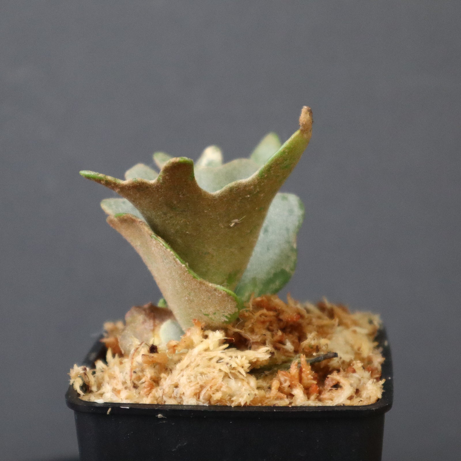 P.willinky cv.伊弉諾 日曜日中までです。 P.willinky cv.伊弉諾 日曜日中までです。 P.willinckii 伊弉諾