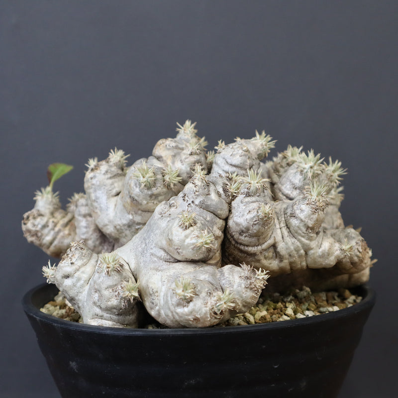 P.ブレビカウレ（恵比寿笑い） EC1212