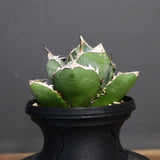 【plants greed】アガベ SAD   EC966