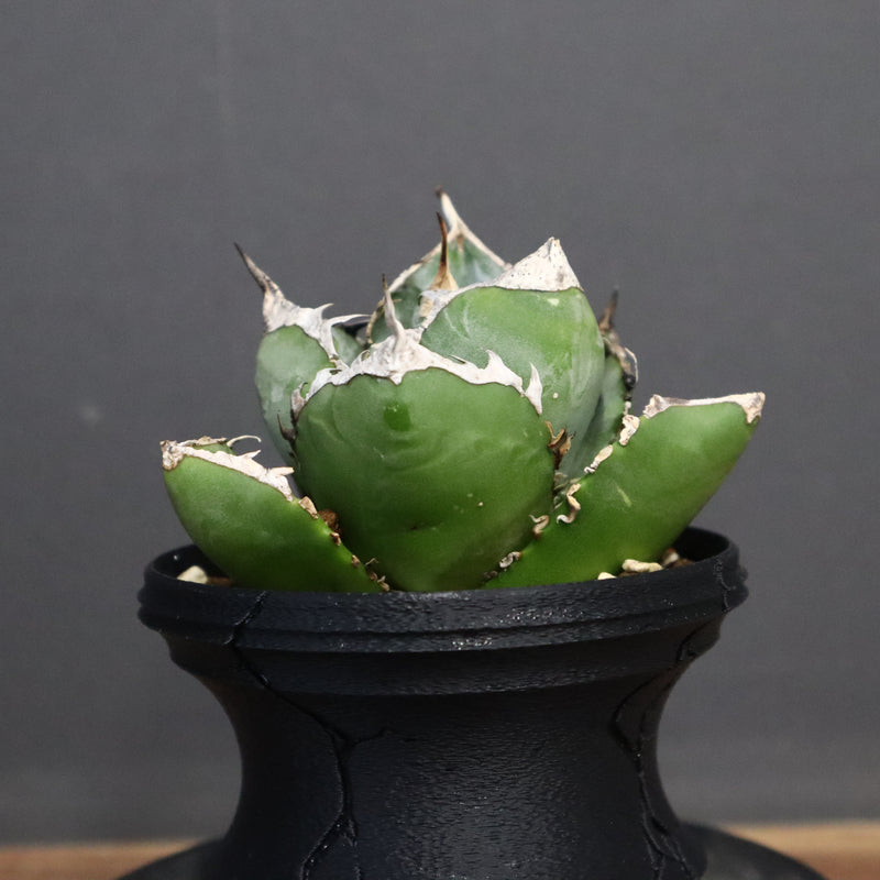 【plants greed】アガベ SAD   EC966