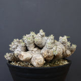 P.ブレビカウレ（恵比寿笑い） EC1212