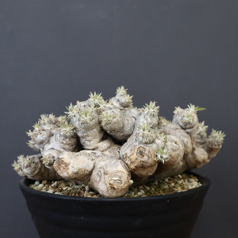 P.ブレビカウレ（恵比寿笑い） EC1212