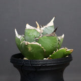 【plants greed】アガベ SAD   EC966