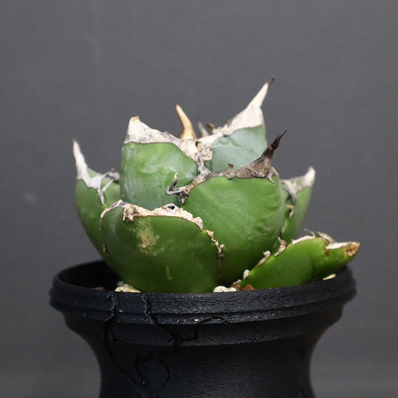 【plants greed】アガベ SAD   EC966