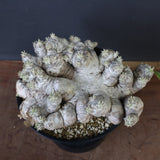 P.ブレビカウレ（恵比寿笑い） EC1212