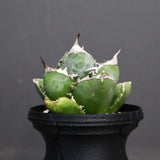 【plants greed】アガベ SAD   EC966