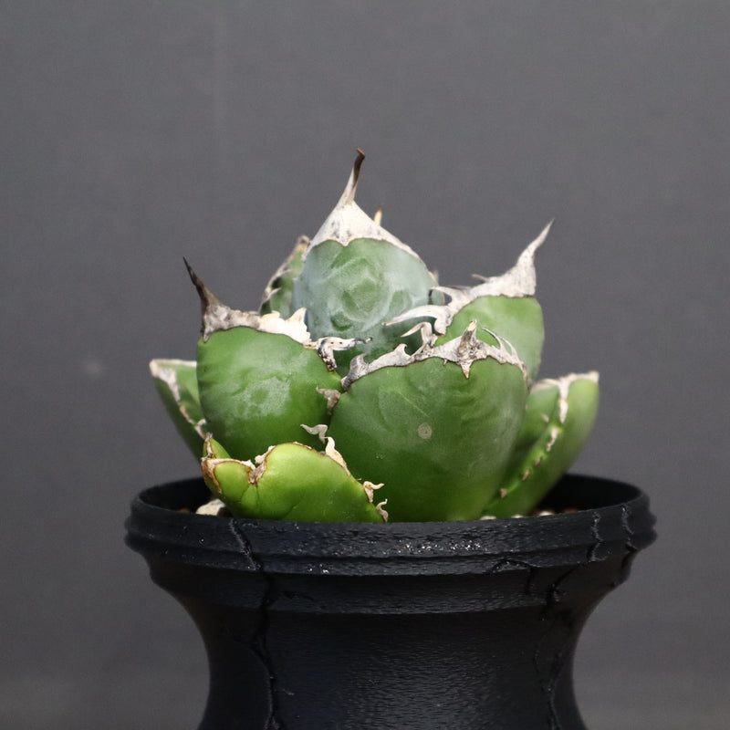 【plants greed】アガベ SAD   EC966