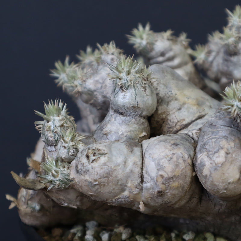 P.ブレビカウレ（恵比寿笑い） EC1212