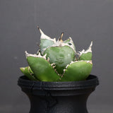 【plants greed】アガベ SAD   EC966