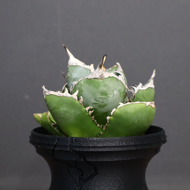 【plants greed】アガベ SAD   EC966