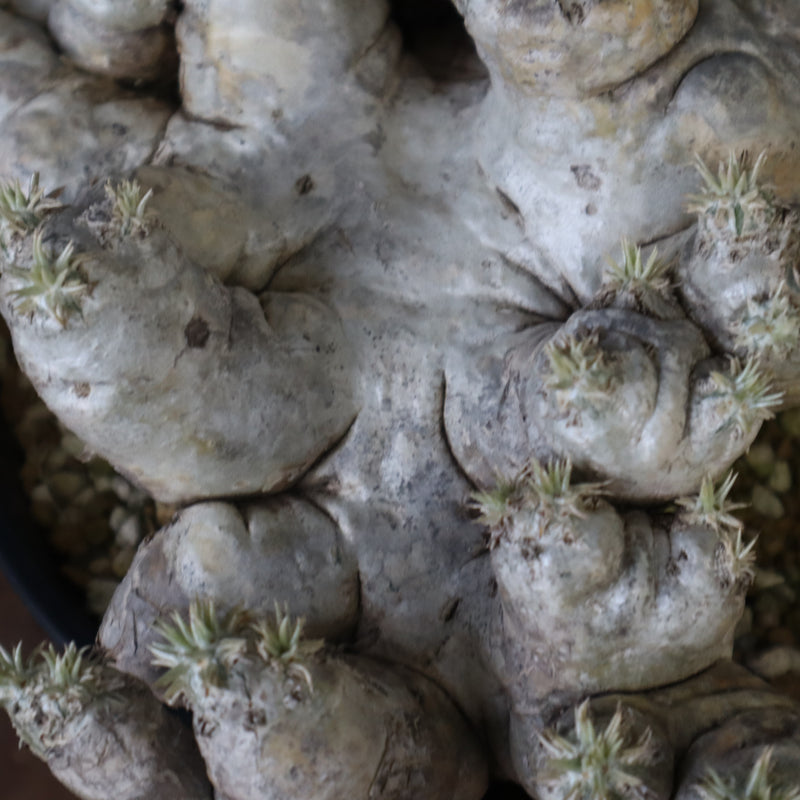 P.ブレビカウレ（恵比寿笑い） EC1212