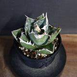 【plants greed】アガベ SAD   EC966