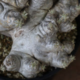 P.ブレビカウレ（恵比寿笑い） EC1212