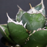 【plants greed】アガベ SAD   EC966