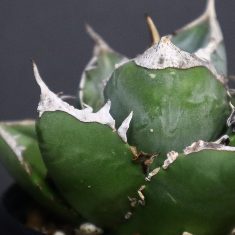 【plants greed】アガベ SAD   EC966