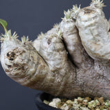 P.ブレビカウレ（恵比寿笑い） EC1212