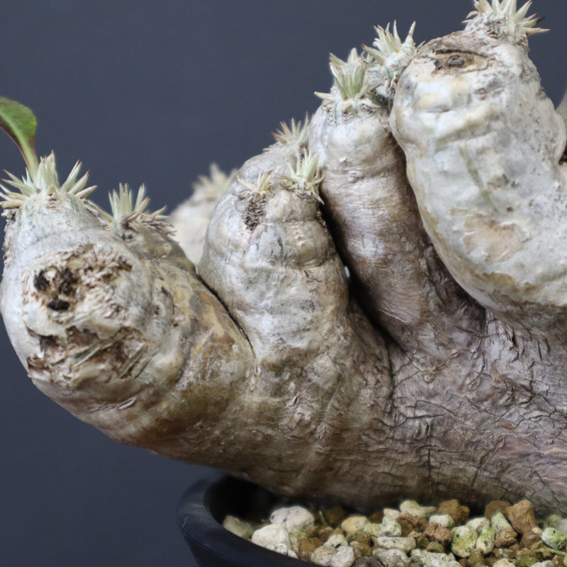 P.ブレビカウレ（恵比寿笑い） EC1212