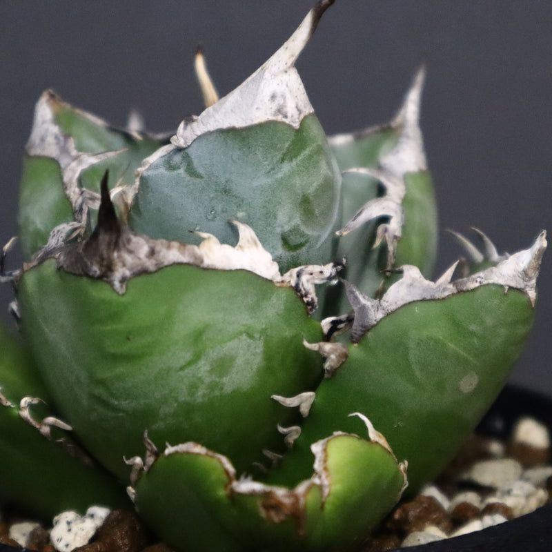 【plants greed】アガベ SAD   EC966