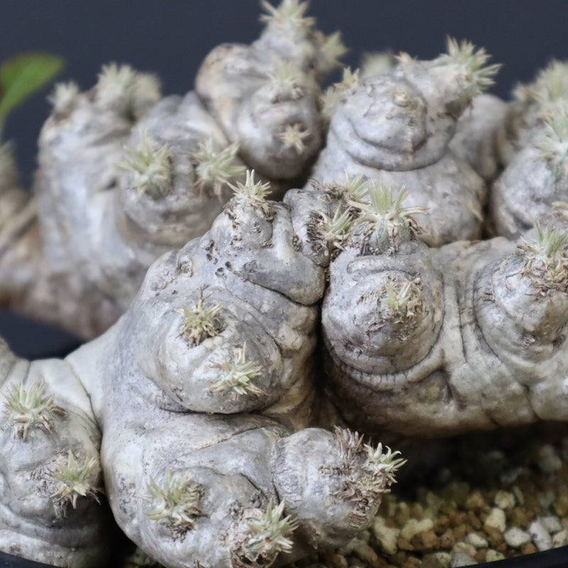 P.ブレビカウレ（恵比寿笑い） EC1212