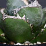 【plants greed】アガベ SAD   EC966