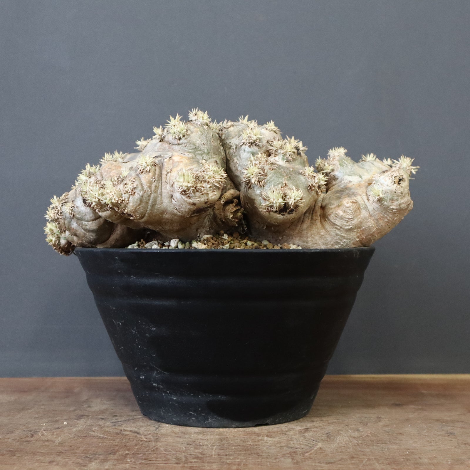 P.ブレビカウレ（恵比寿笑い）3 – TaiShoDo ONLINE SHOP