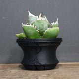 【plants greed】アガベ SAD   EC966
