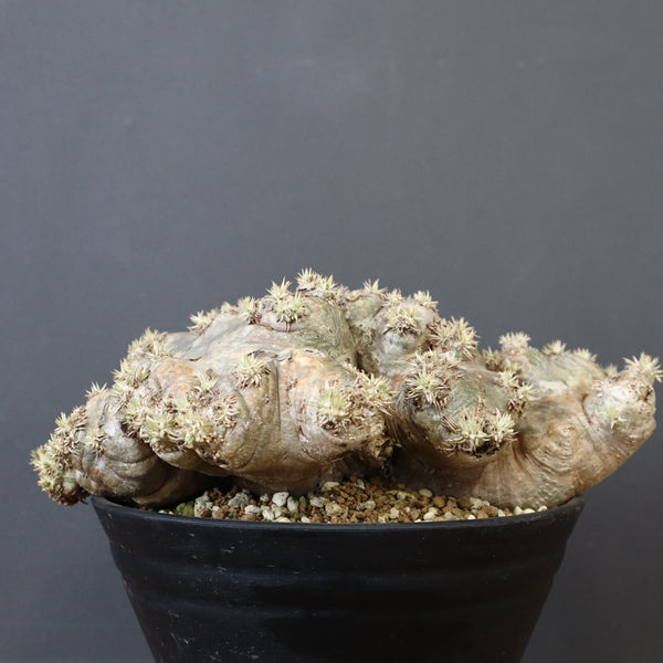 P.ブレビカウレ（恵比寿笑い）3