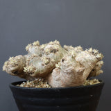 P.ブレビカウレ（恵比寿笑い）3