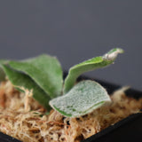P.エルサ 2