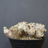 P.ブレビカウレ（恵比寿笑い）3