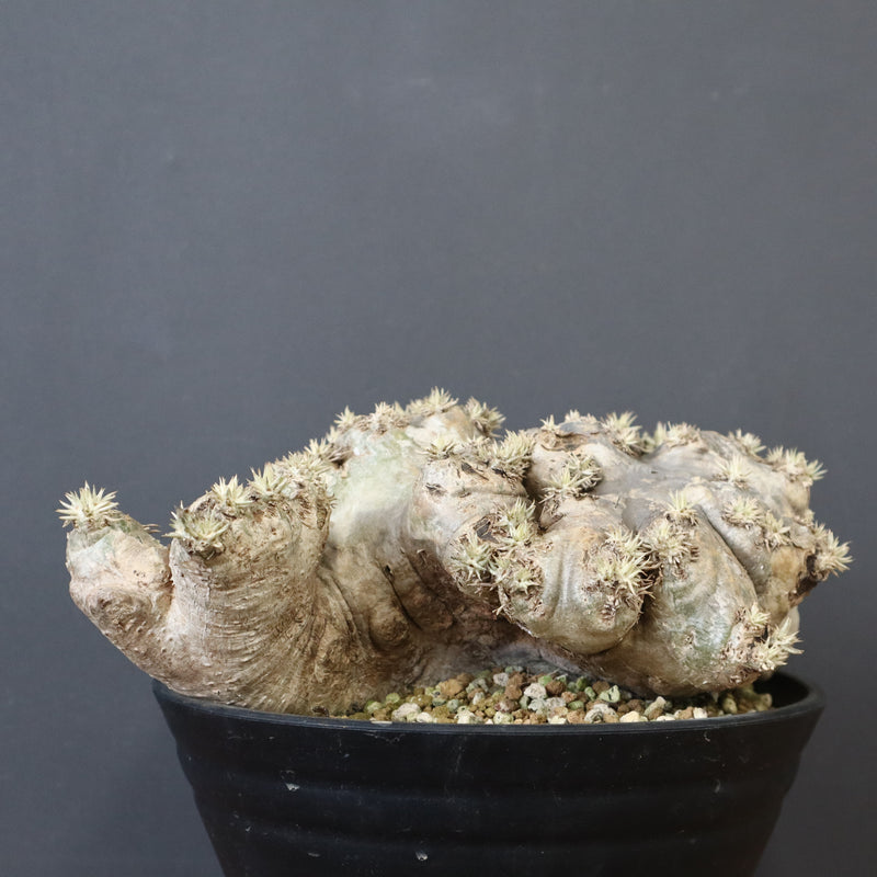 P.ブレビカウレ（恵比寿笑い）3