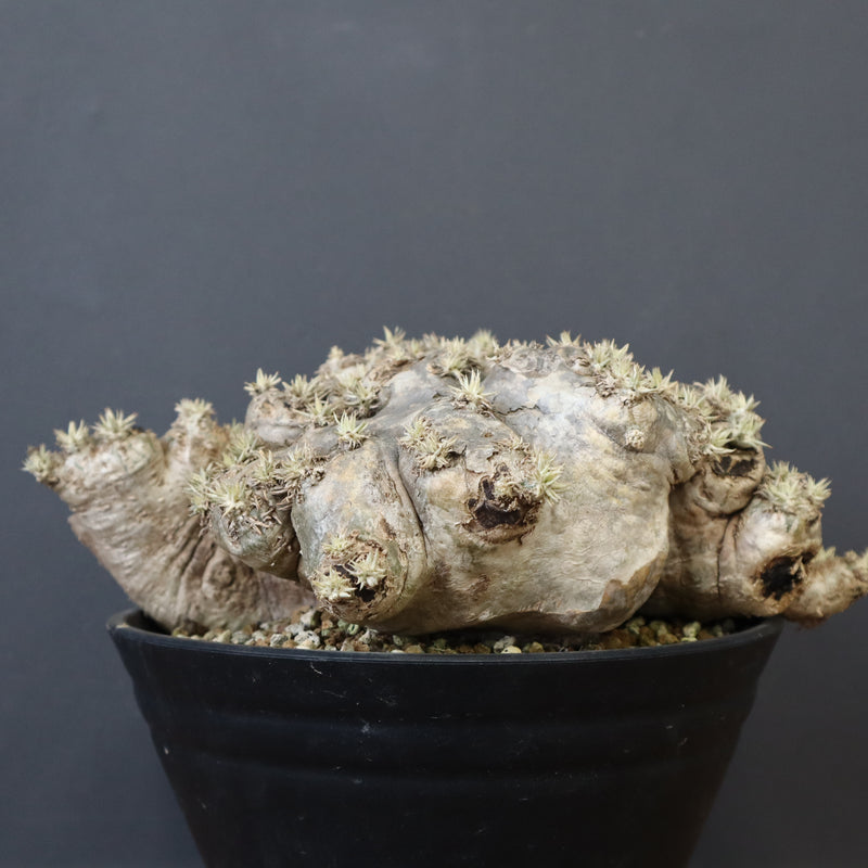 P.ブレビカウレ（恵比寿笑い）3