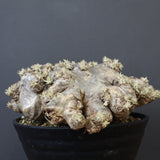 P.ブレビカウレ（恵比寿笑い）3