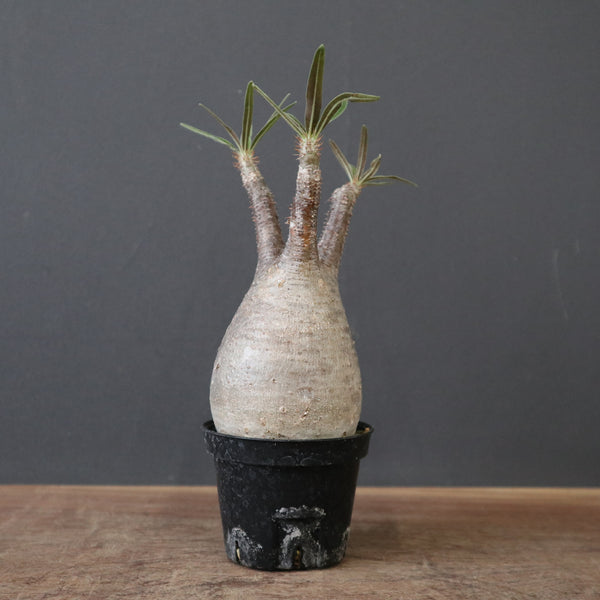 P.グラキリス 1719 – TaiShoDo ONLINE SHOP