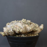 P.ブレビカウレ（恵比寿笑い）3