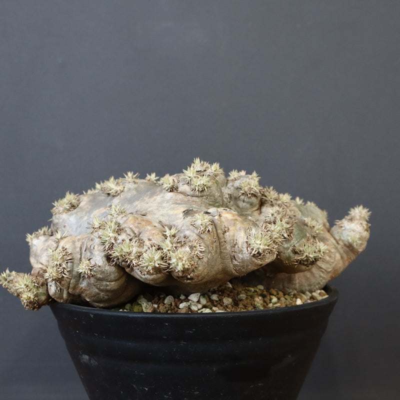 P.ブレビカウレ（恵比寿笑い）3