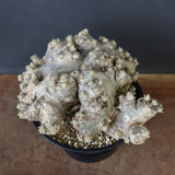 P.ブレビカウレ（恵比寿笑い）3